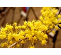 SRT - 봄꽃의 전령사! 섬진강 매화꽃 & 구례 산수유꽃 여행(당일)