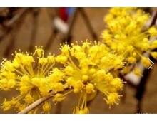 SRT - 봄꽃의 전령사! 섬진강 매화꽃 & 구례 산수유꽃 여행(당일)