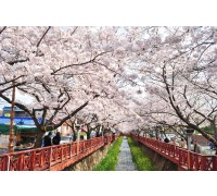 #1 KTX 진해 벚꽃 기차여행(당일) @서울역 08:23 출발(수원/평택/천안 출발 가능)