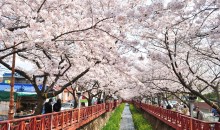 #1 KTX 진해 벚꽃 기차여행(당일) @서울역 08:23 출발(수원/평택/천안 출발 가능)