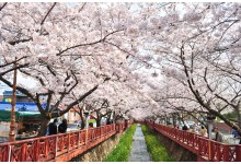 #1 KTX 진해 벚꽃 기차여행(당일) @서울역 08:23 출발(수원/평택/천안 출발 가능)