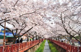 #1 KTX 진해 벚꽃 기차여행(당일) @서울역 08:23 출발(수원/평택/천안 출발 가능)