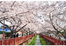 #1 KTX 진해 벚꽃 기차여행(당일) @서울역 08:23 출발(수원/평택/천안 출발 가능)