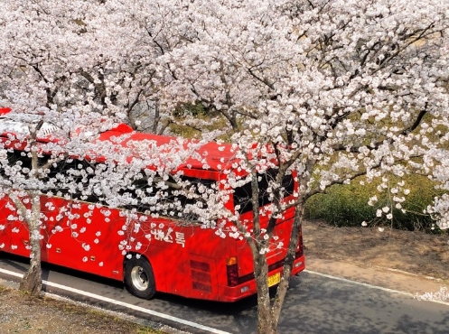 [국악와인열차] 3월 28,29,31 하동 십리벚꽃길 / 남원 광한루원