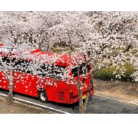 [국악와인열차] 3월 28,29,31 하동 십리벚꽃길 / 남원 광한루원