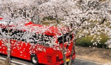 [국악와인열차] 3월 28,29,31 하동 십리벚꽃길 / 남원 광한루원