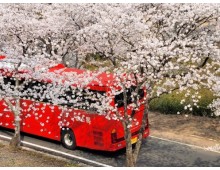 [국악와인열차] 3월 28,29,31 하동 십리벚꽃길 / 남원 광한루원