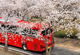 [국악와인열차] 3월 28,29,31 하동 십리벚꽃길 / 남원 광한루원