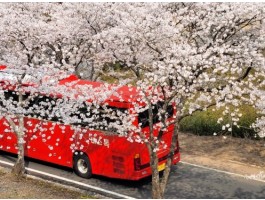 [국악와인열차] 3월 28,29,31 하동 십리벚꽃길 / 남원 광한루원