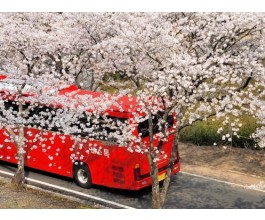 [국악와인열차] 3월 28,29,31 하동 십리벚꽃길 / 남원 광한루원